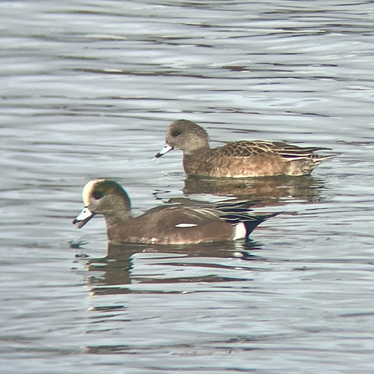 Свищ американський - ML647031439