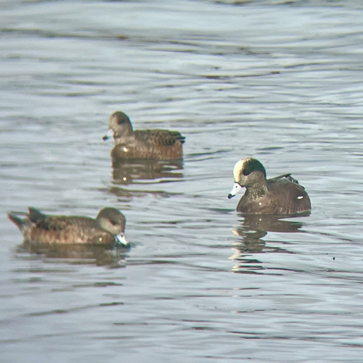 Свищ американський - ML647031440