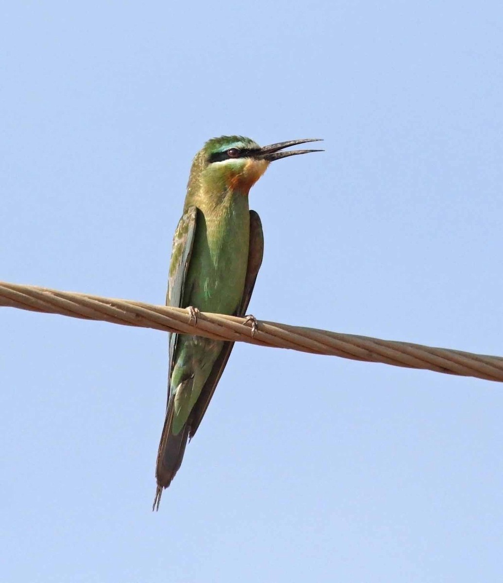 vlha modrolící - ML647031444