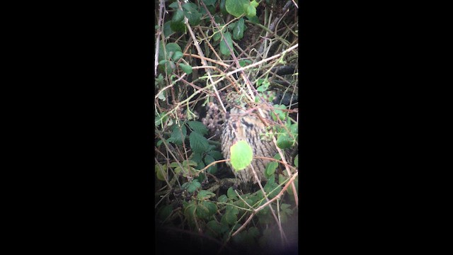 Сова вухата - ML647031449