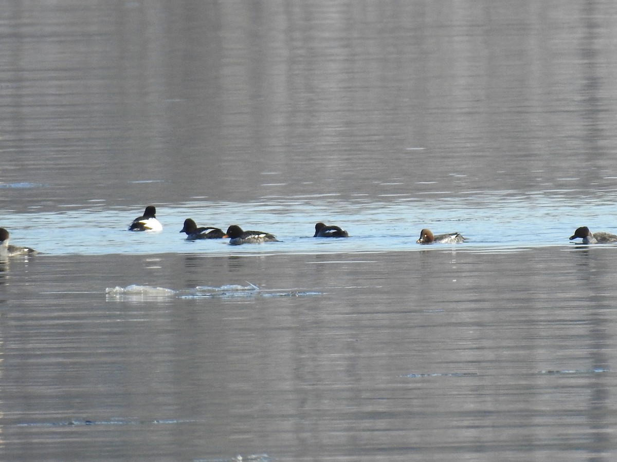 hohol islandský - ML647031457