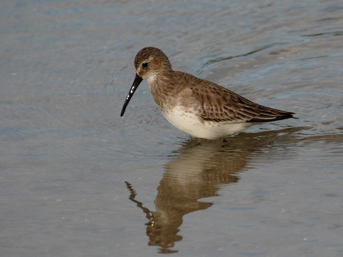 黑腹濱鷸 - ML647031460