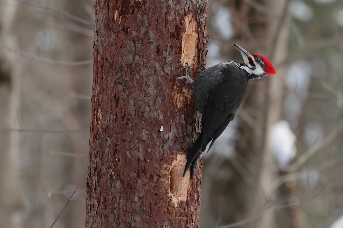 Pileated Woodpecker - ML647031462