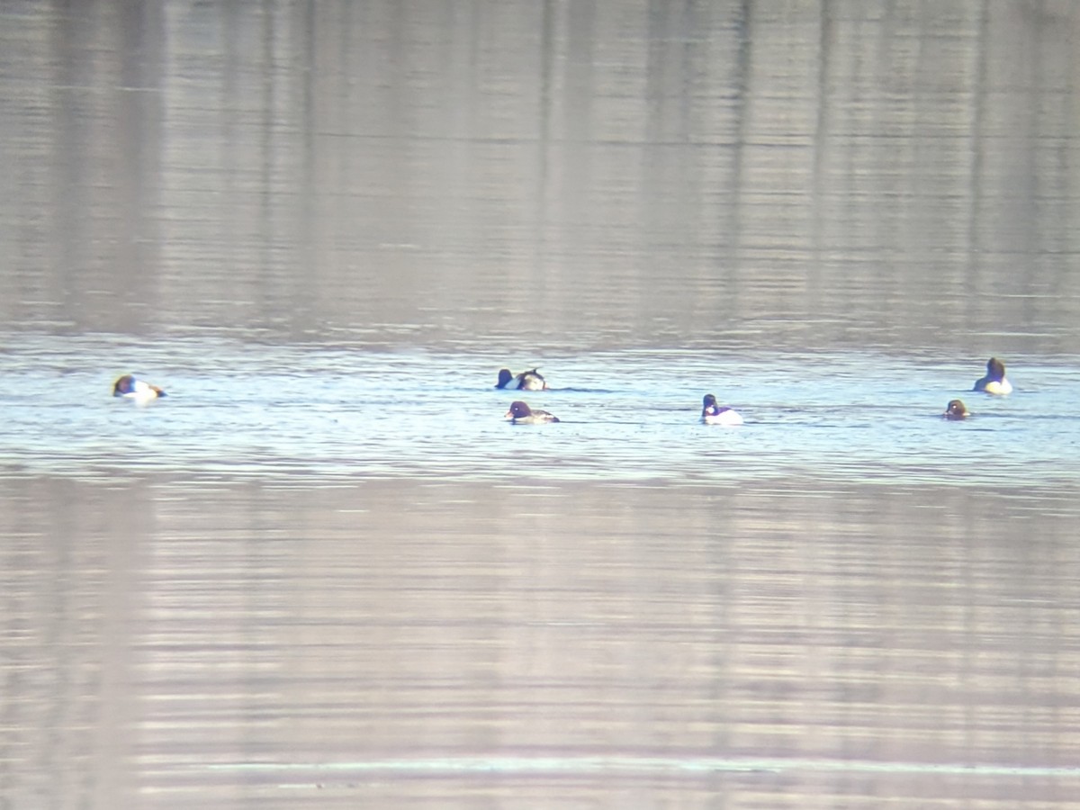 hohol islandský - ML647031467