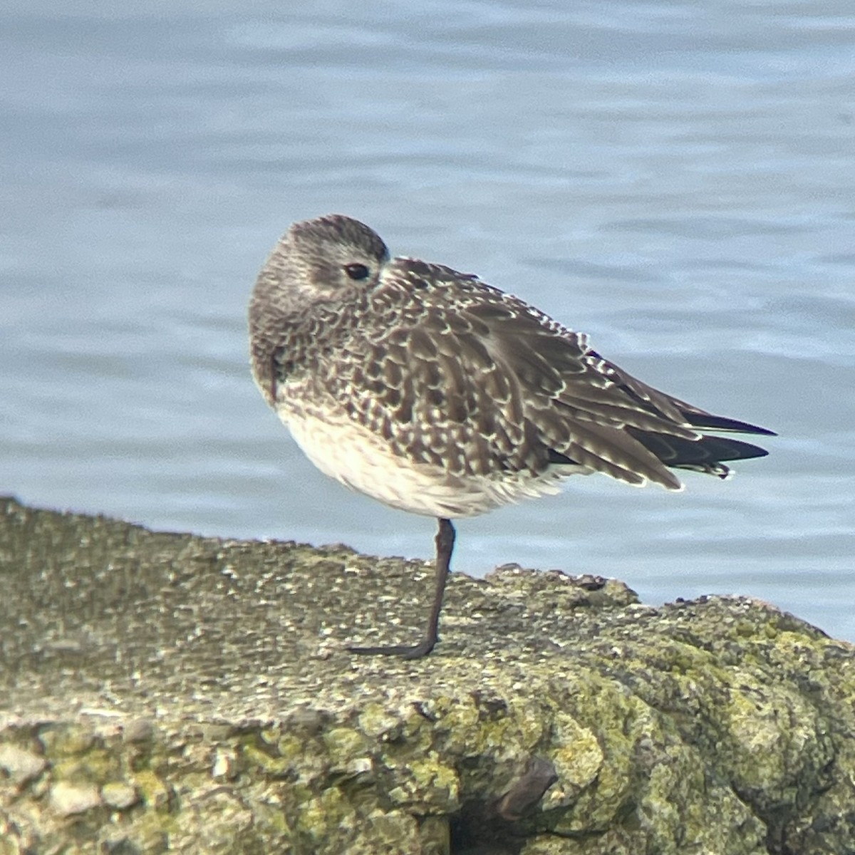 Black-bellied Plover - ML647031471