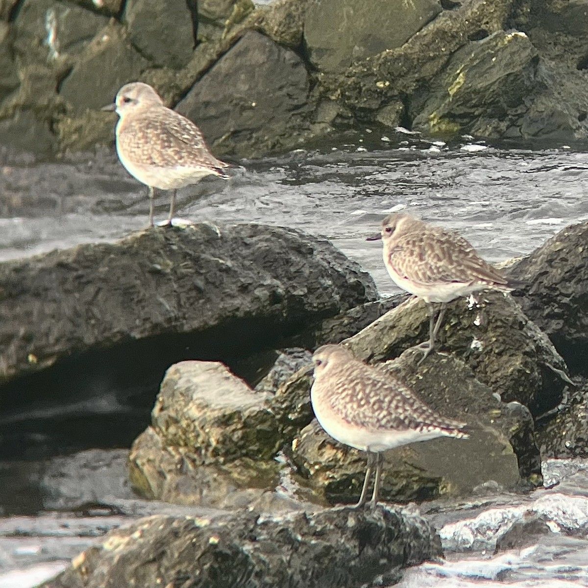 Black-bellied Plover - ML647031472