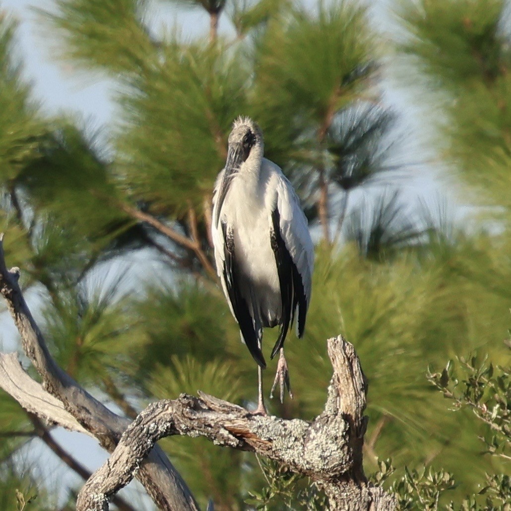 Wood Stork - ML647031477
