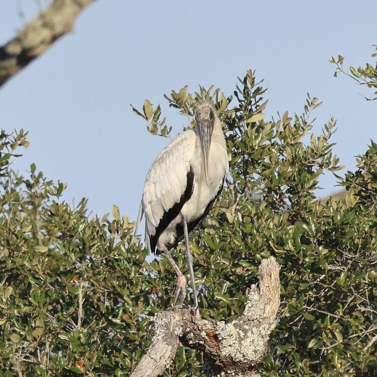 Wood Stork - ML647031478