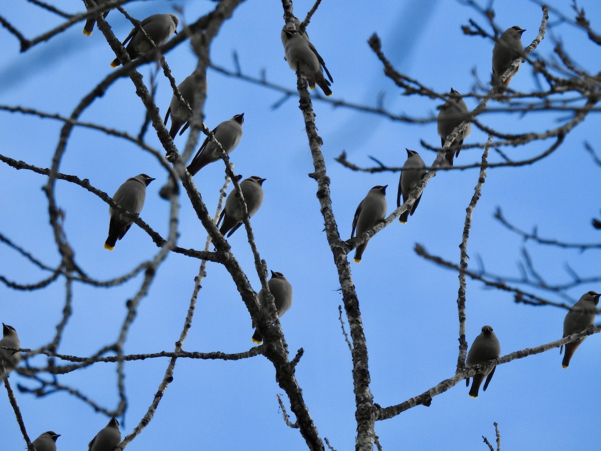 Bohemian Waxwing - ML647031531