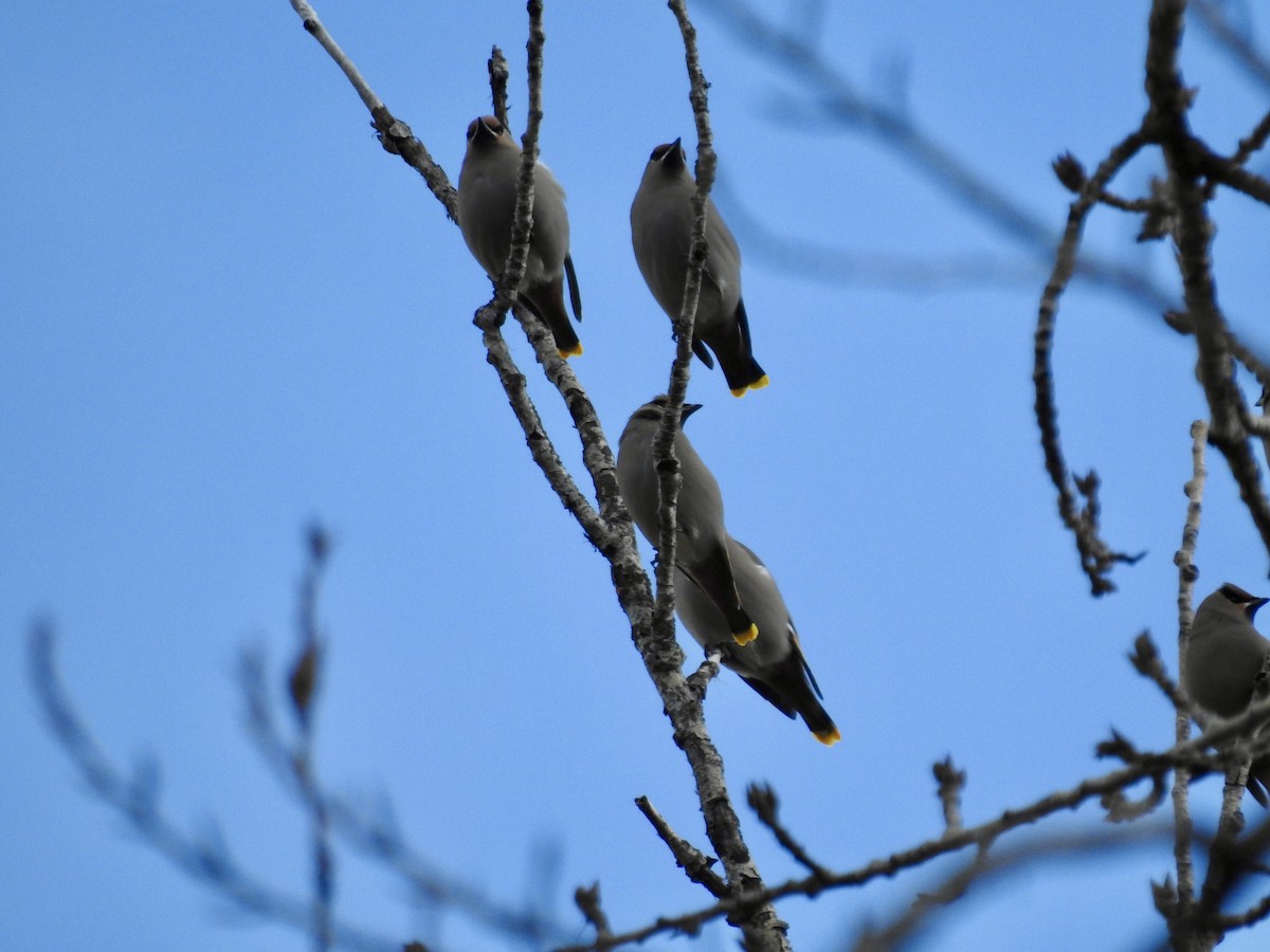 Bohemian Waxwing - ML647031536
