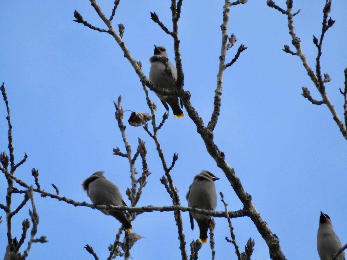 Bohemian Waxwing - ML647031537