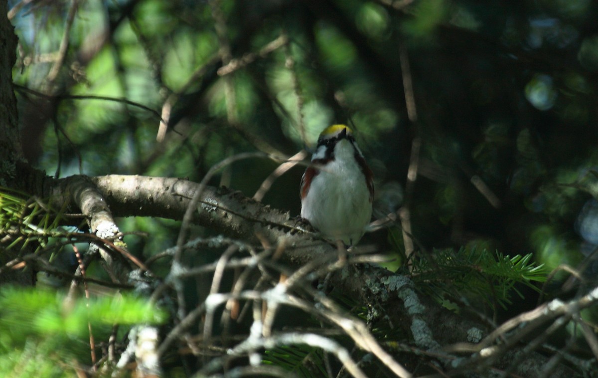 Chestnut-sided Warbler - ML647031544