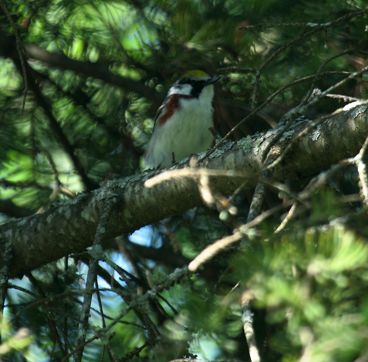 Chestnut-sided Warbler - ML647031545