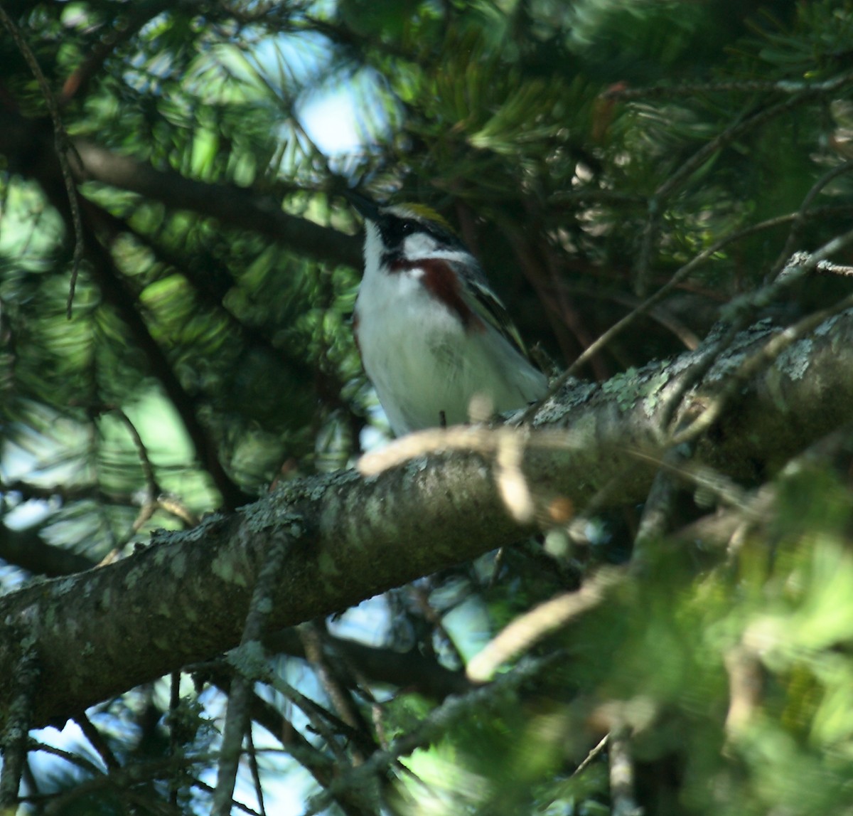 Chestnut-sided Warbler - ML647031546