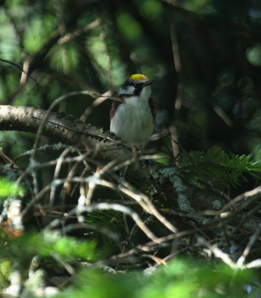 Chestnut-sided Warbler - ML647031547