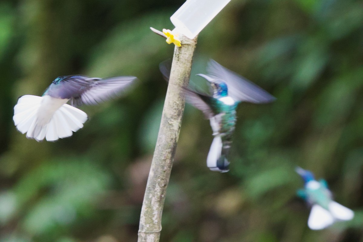 White-necked Jacobin - ML647031550
