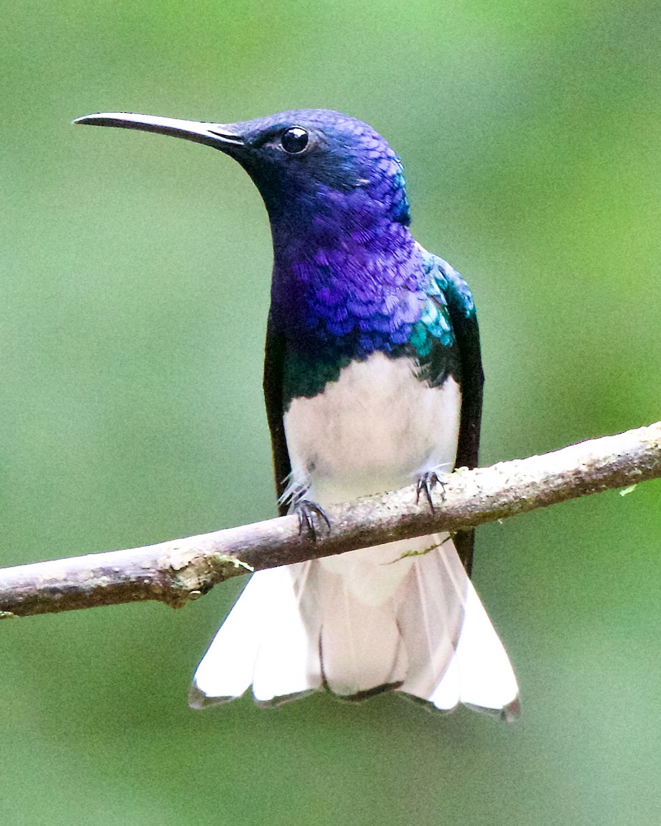 White-necked Jacobin - ML647031551