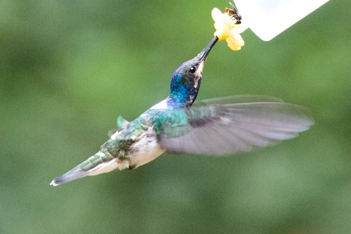 White-necked Jacobin - ML647031555