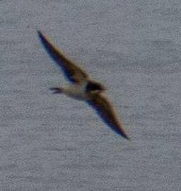 vlaštovka obecná - ML647031559