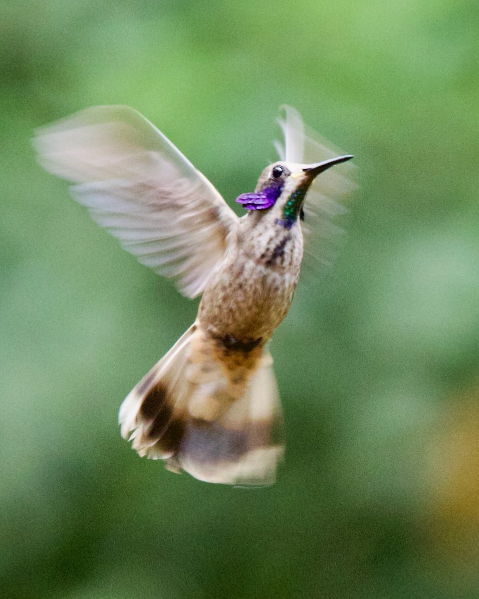 Braun-Veilchenohrkolibri - ML647031567