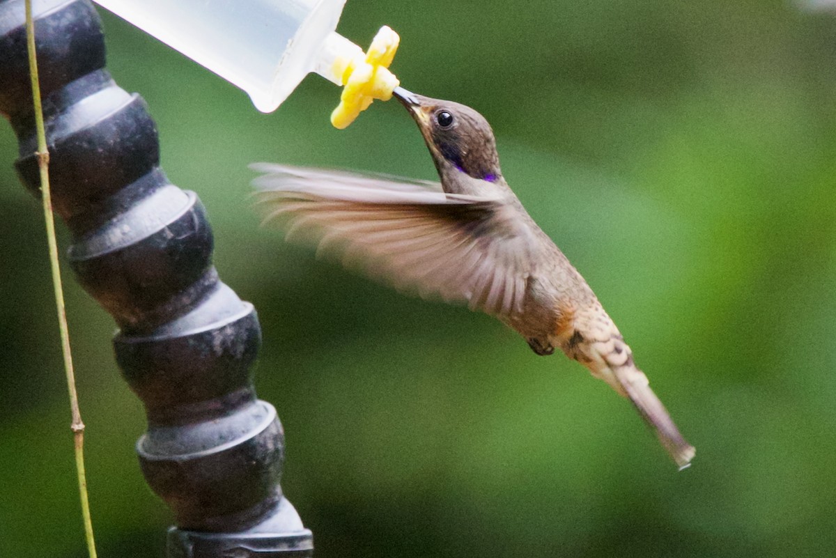 Braun-Veilchenohrkolibri - ML647031568