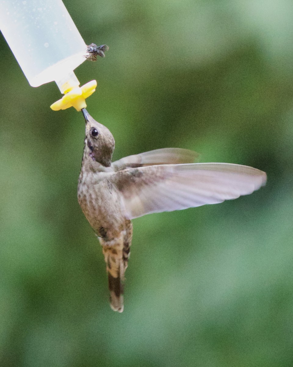 Braun-Veilchenohrkolibri - ML647031569