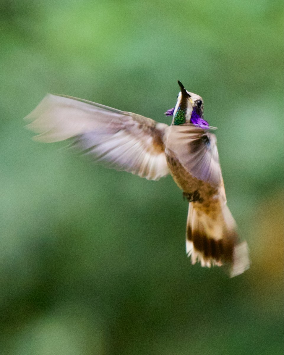 Braun-Veilchenohrkolibri - ML647031570