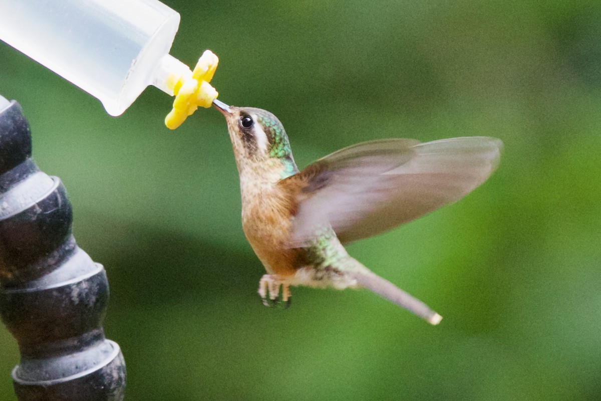 Speckled Hummingbird - ML647031578