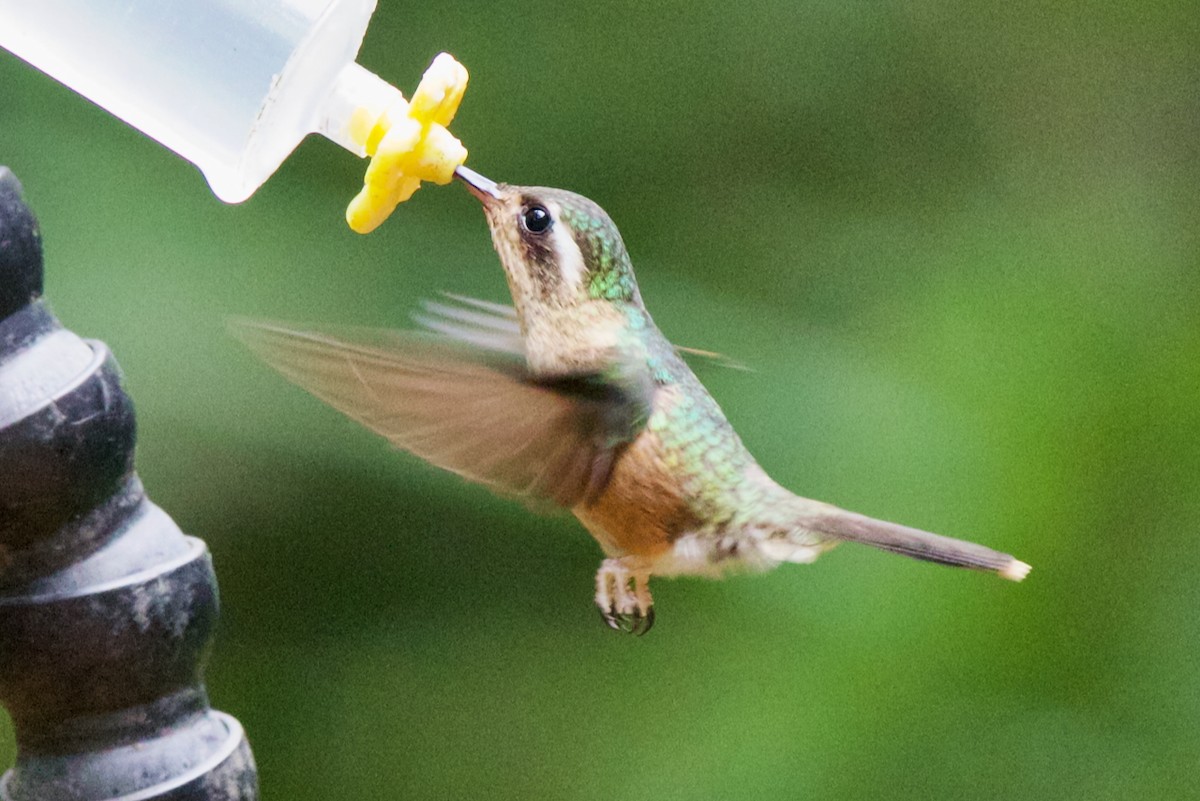 Speckled Hummingbird - ML647031579