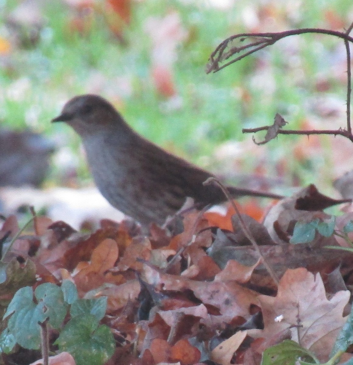 Accenteur mouchet - ML647031583