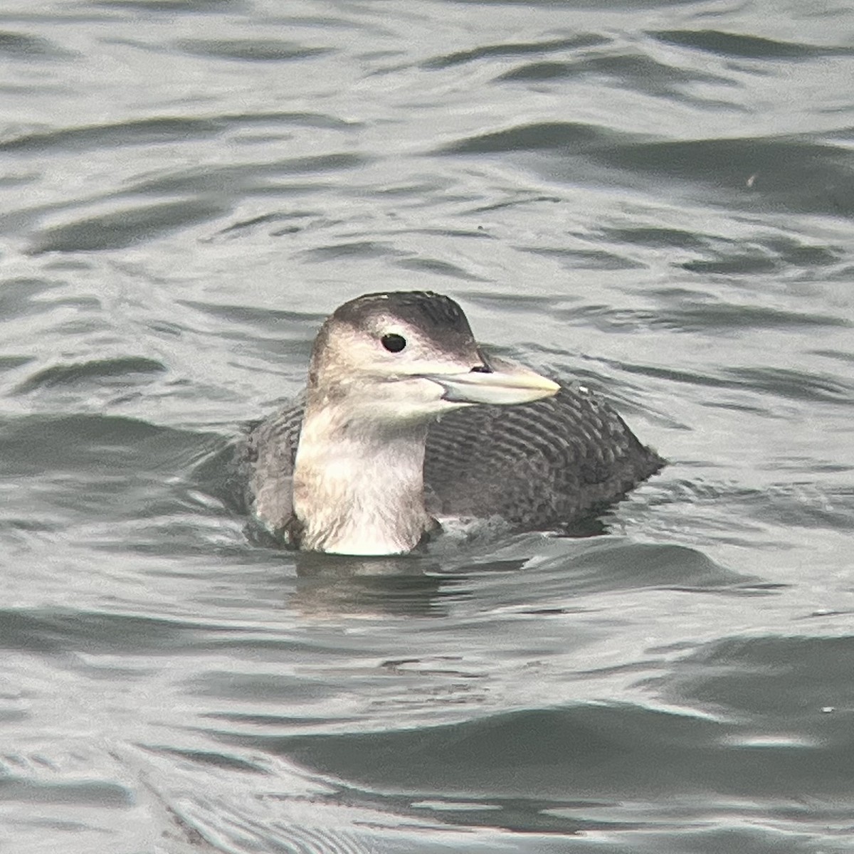 Yellow-billed Loon - ML647031584