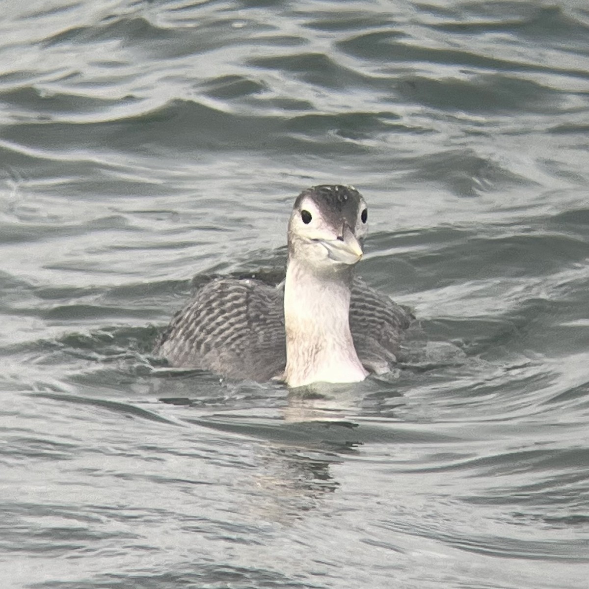 Yellow-billed Loon - ML647031585