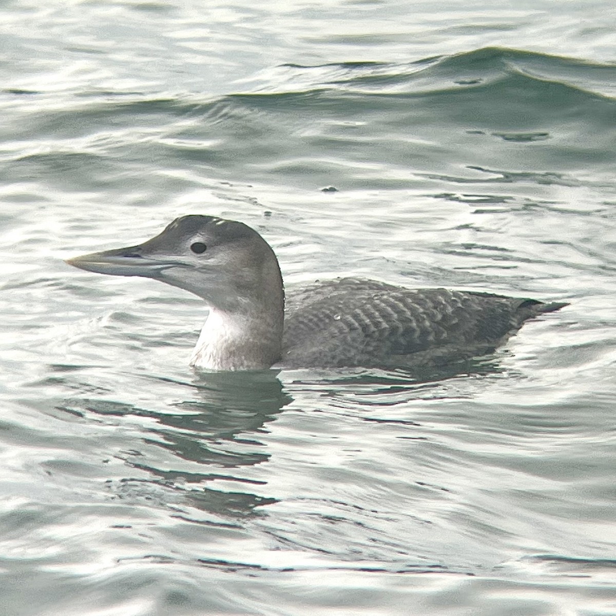 Yellow-billed Loon - ML647031587