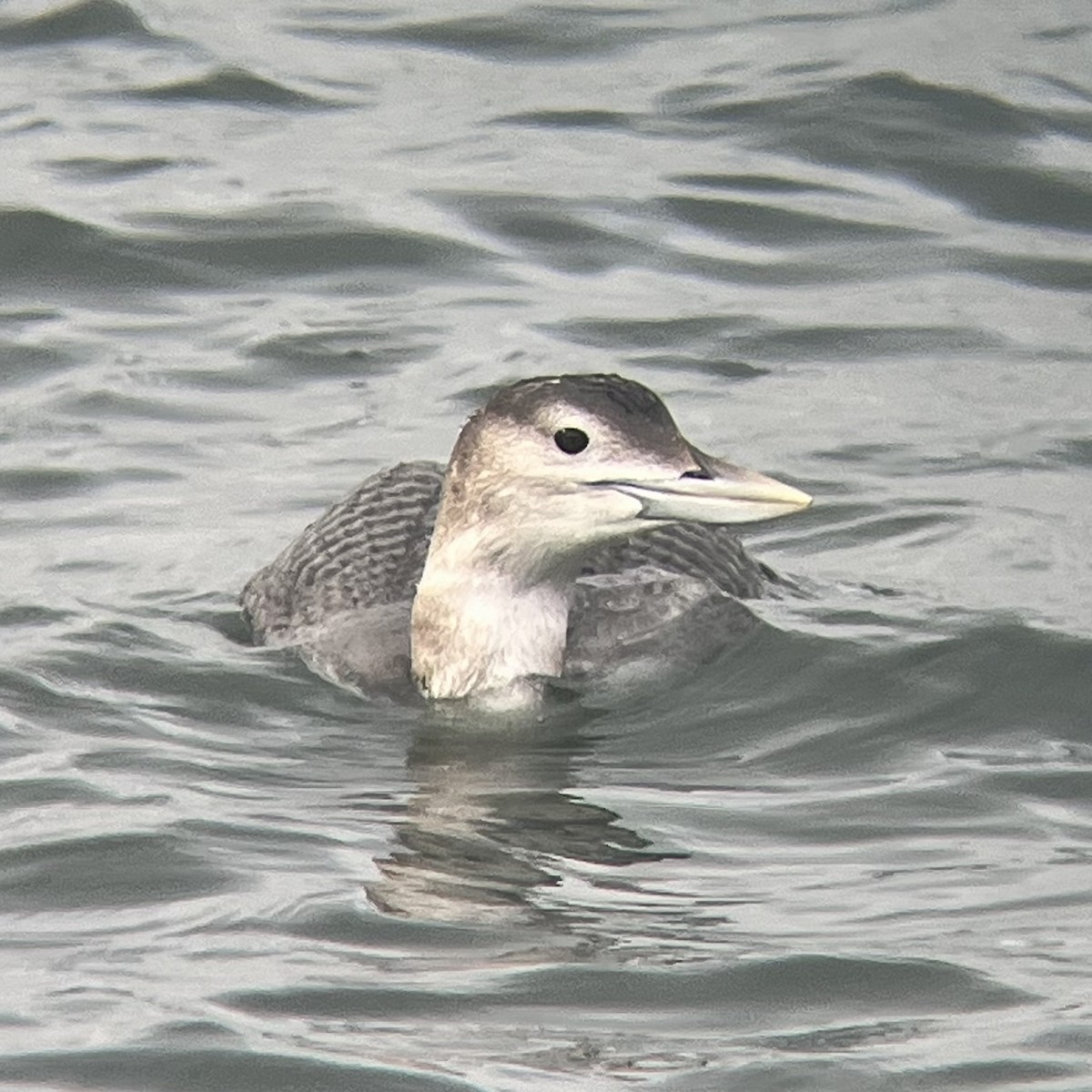 Yellow-billed Loon - ML647031588