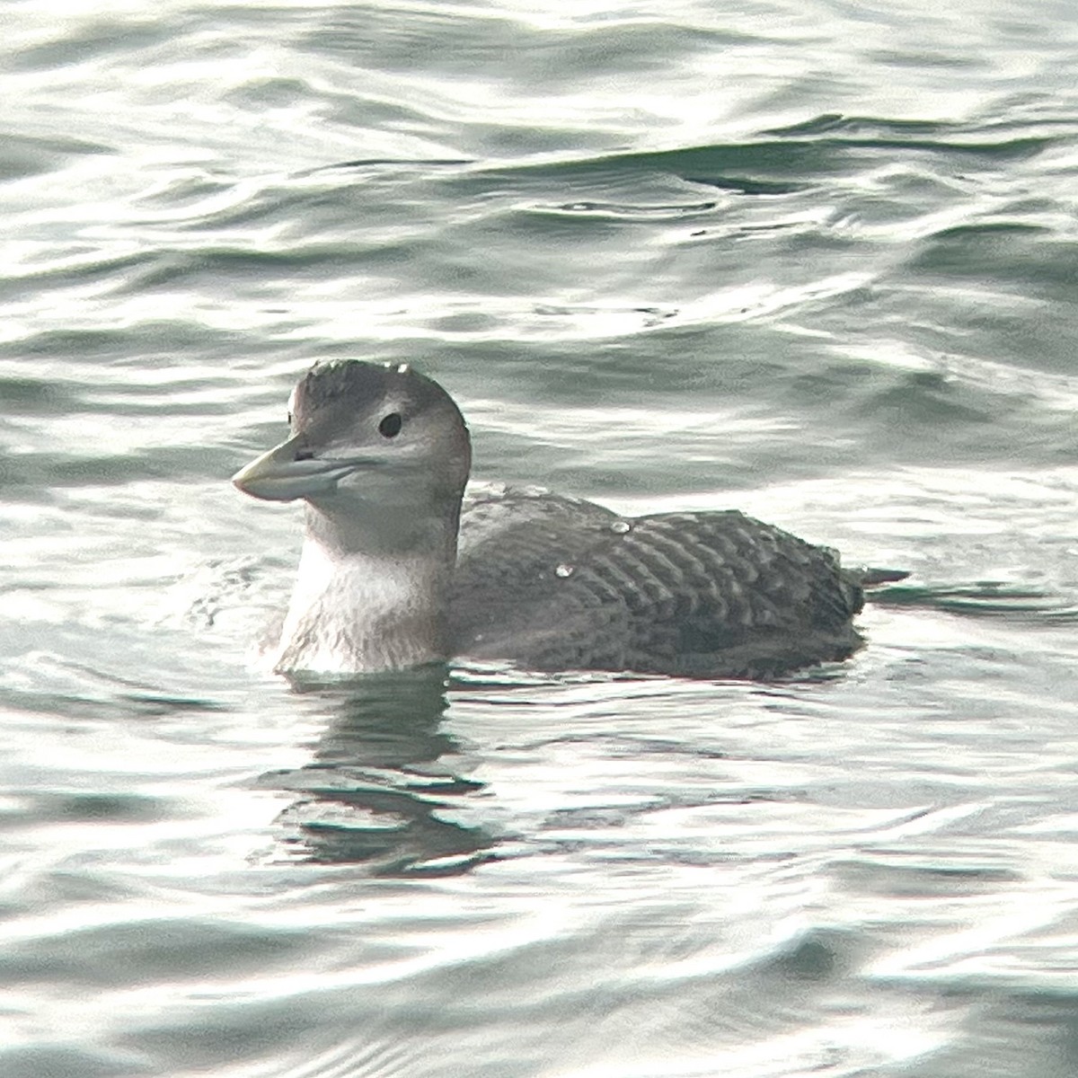 Yellow-billed Loon - ML647031589
