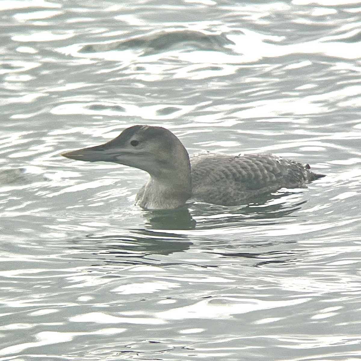 Yellow-billed Loon - ML647031590
