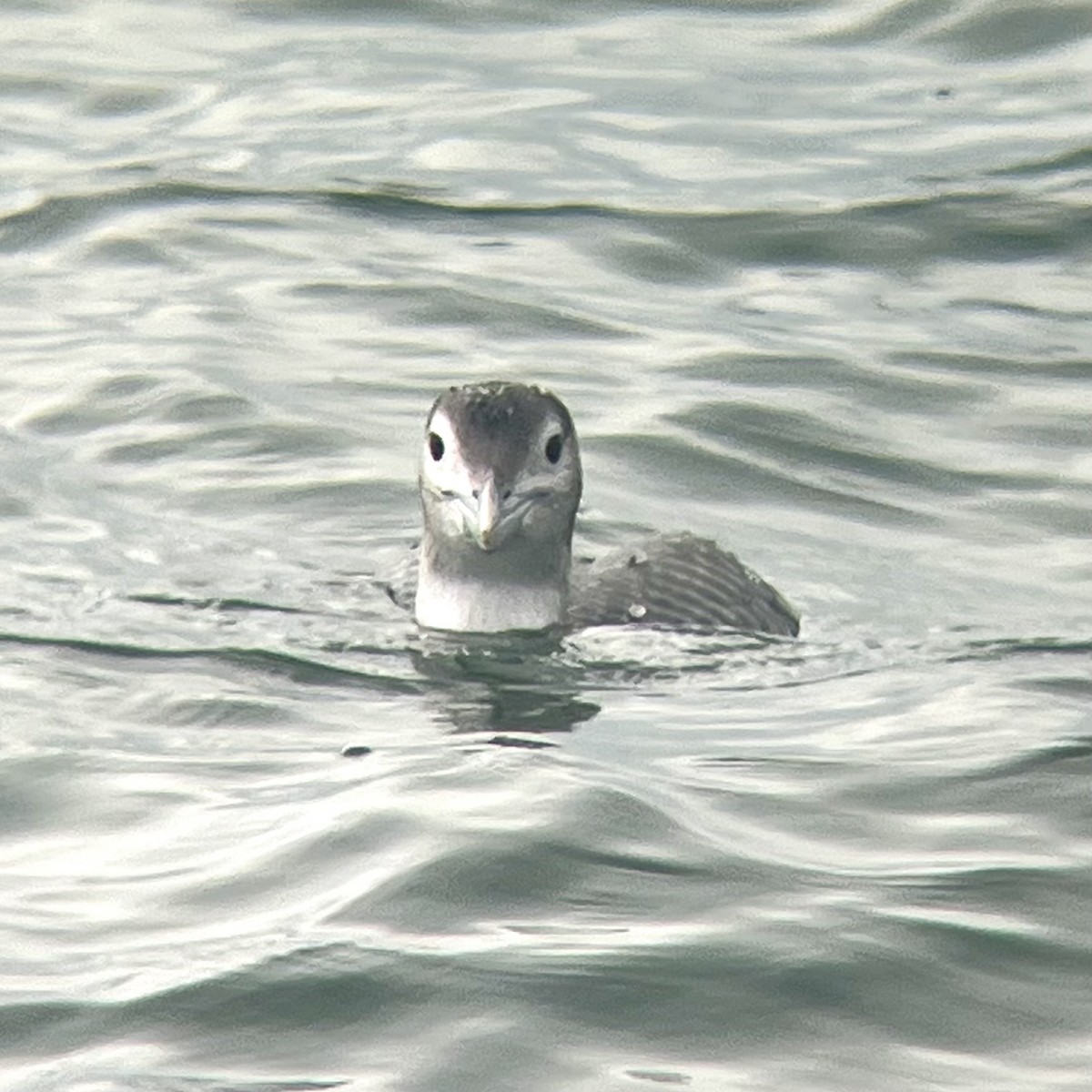 Yellow-billed Loon - ML647031591
