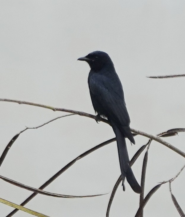 Black Drongo - ML647031604