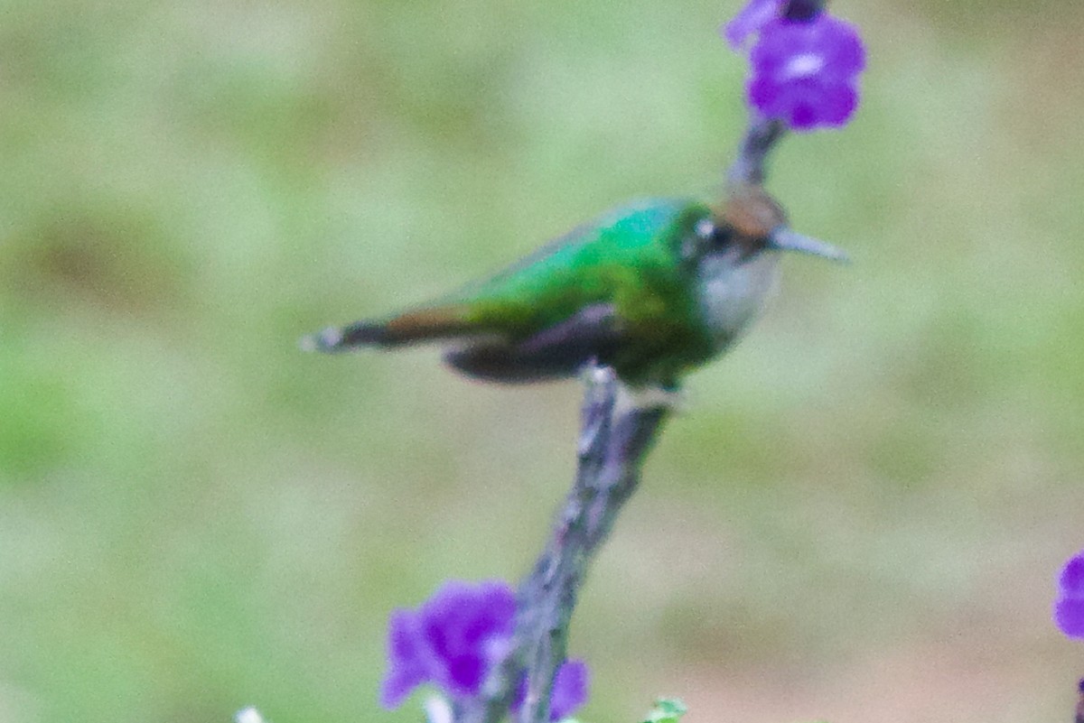 White-booted Racket-tail - ML647031608