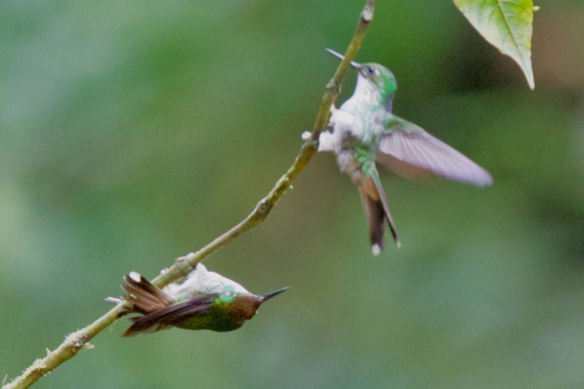 White-booted Racket-tail - ML647031609