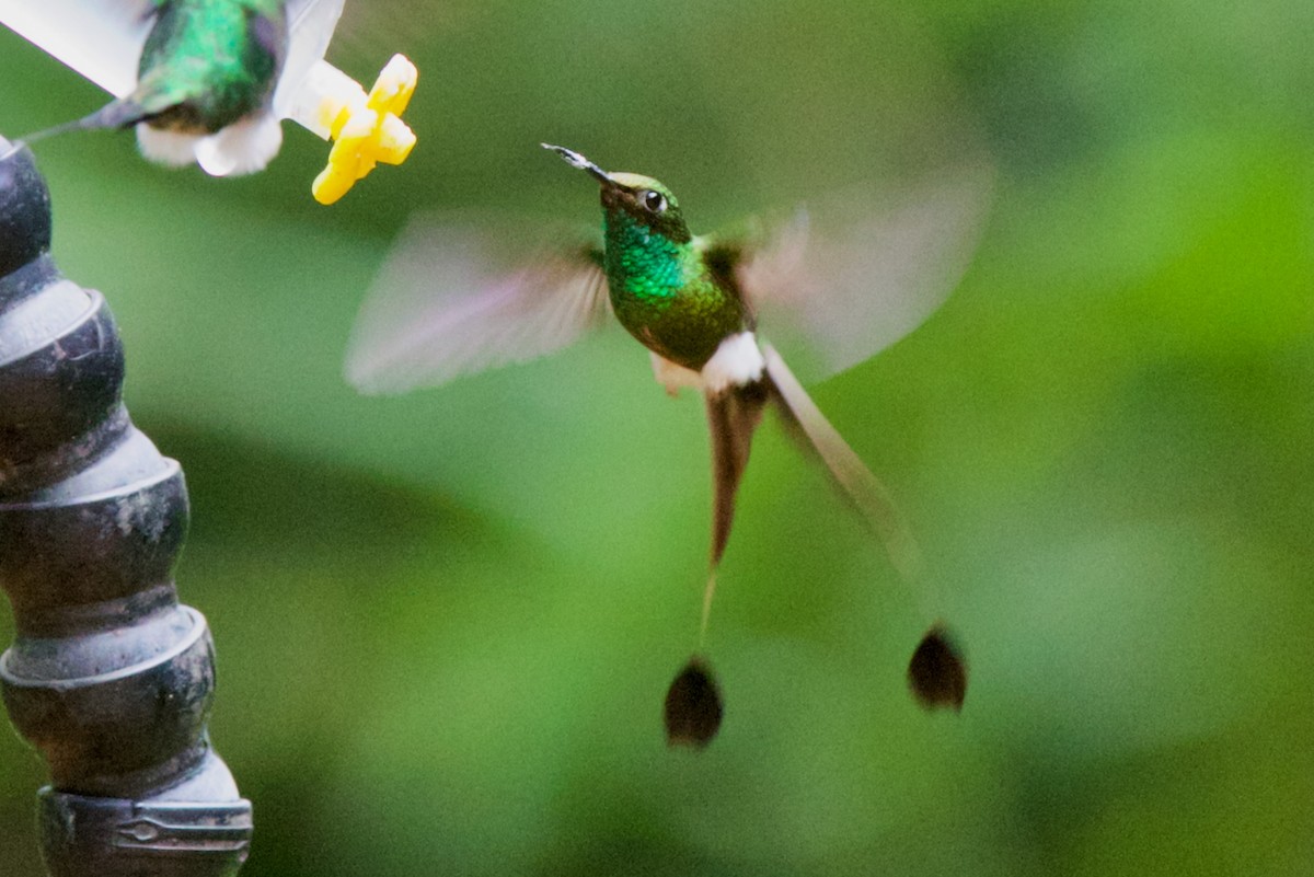 White-booted Racket-tail - ML647031611