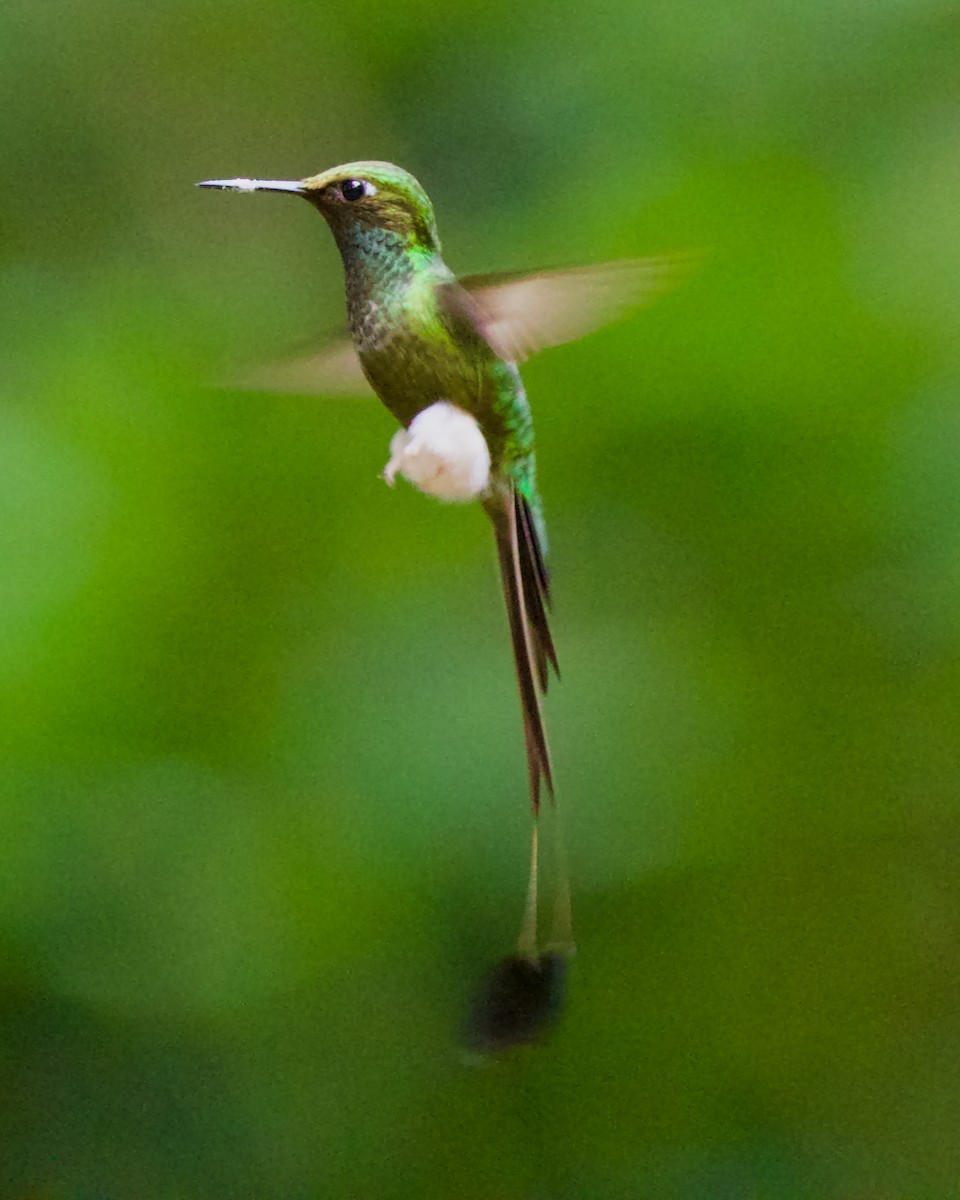 White-booted Racket-tail - ML647031612