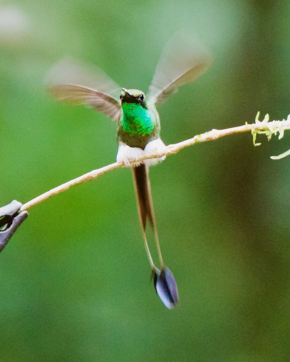 White-booted Racket-tail - ML647031613