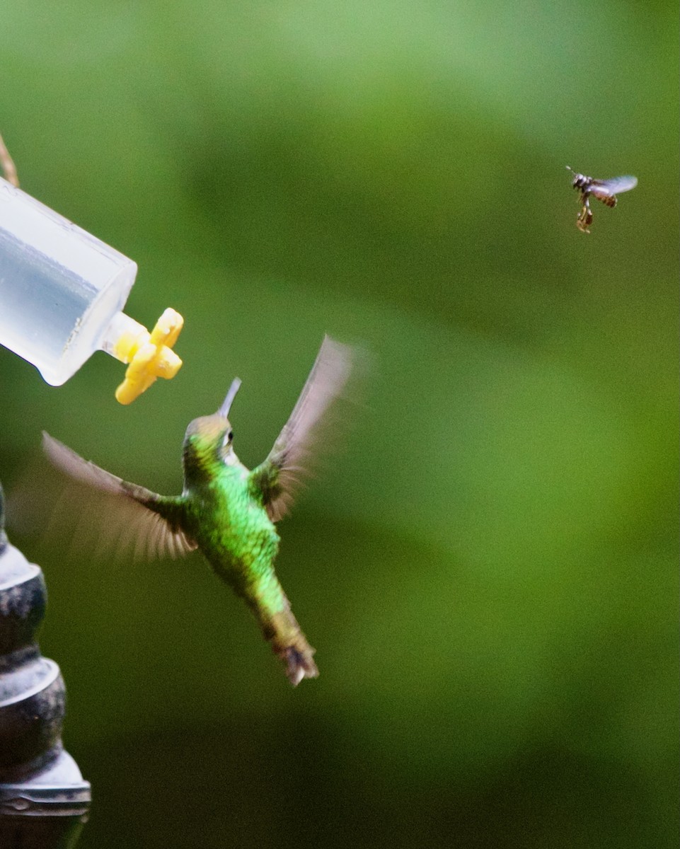 White-booted Racket-tail - ML647031614