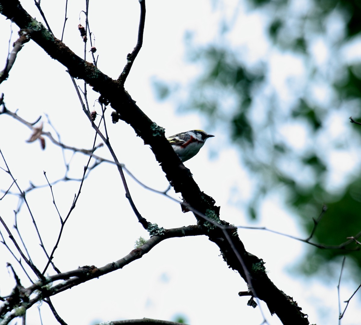Chestnut-sided Warbler - ML647031615