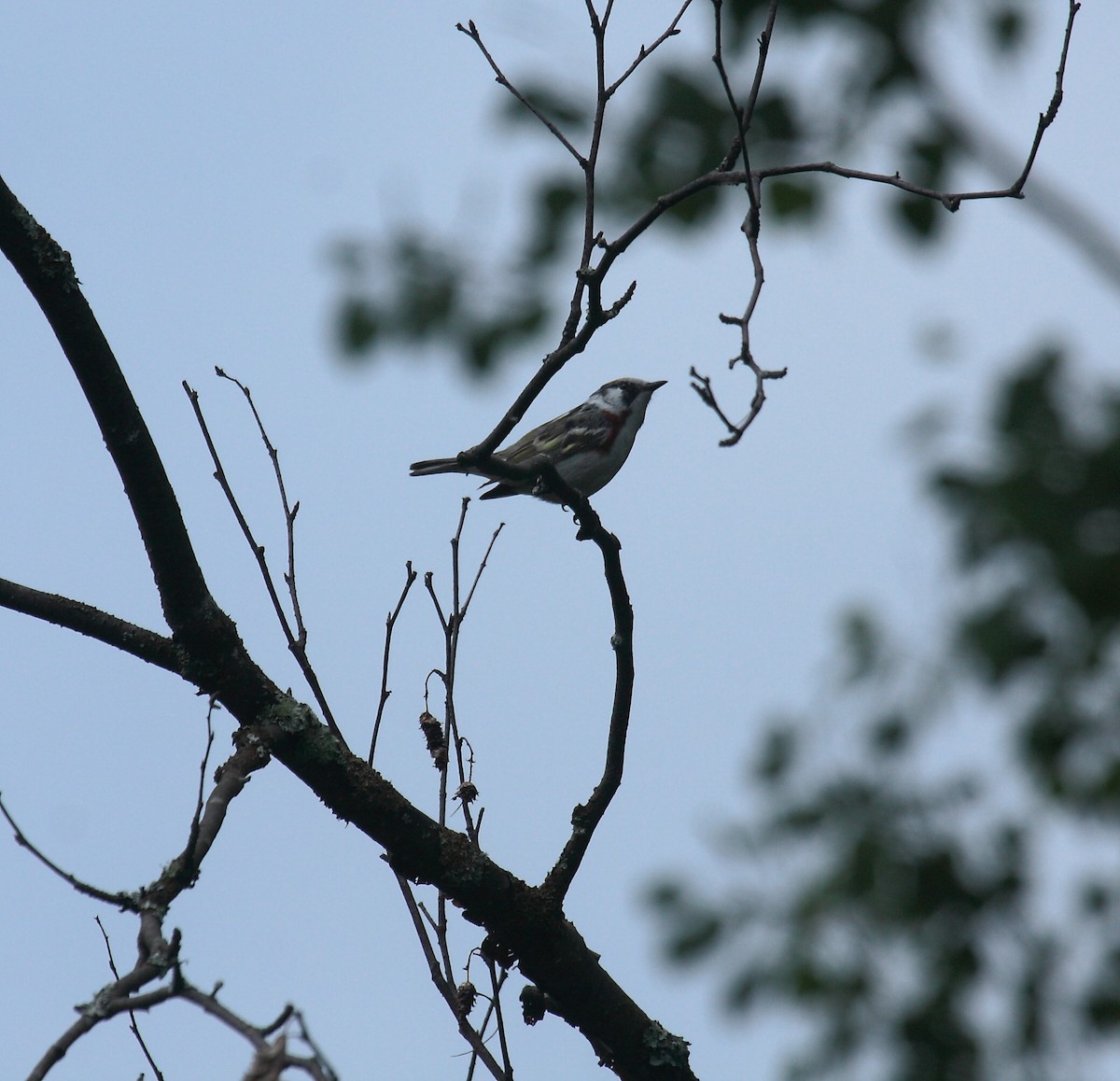 Chestnut-sided Warbler - ML647031616