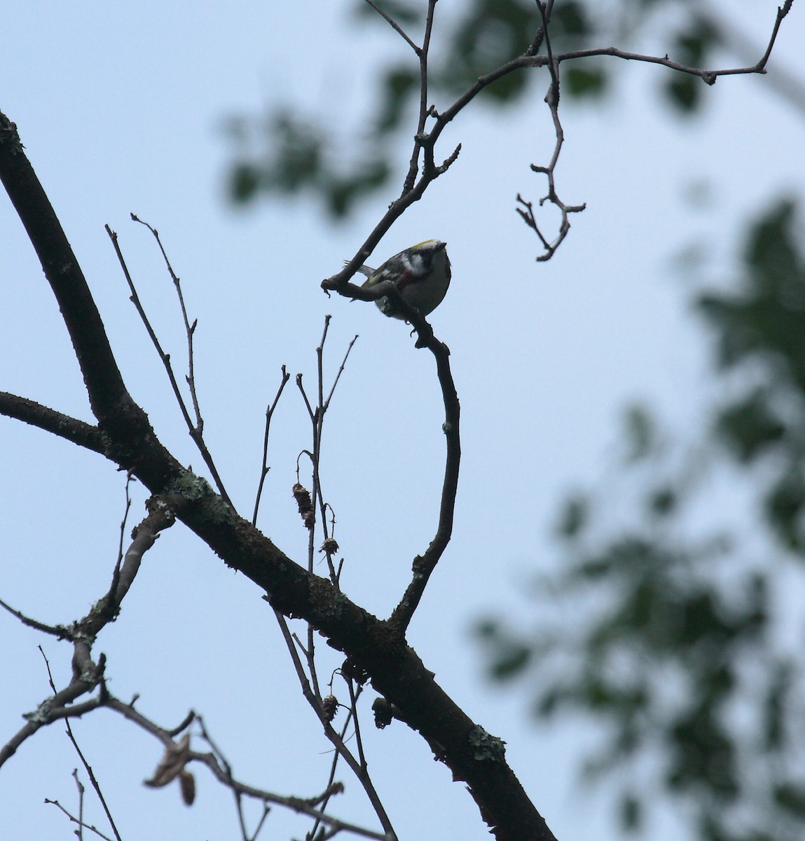 Chestnut-sided Warbler - ML647031617
