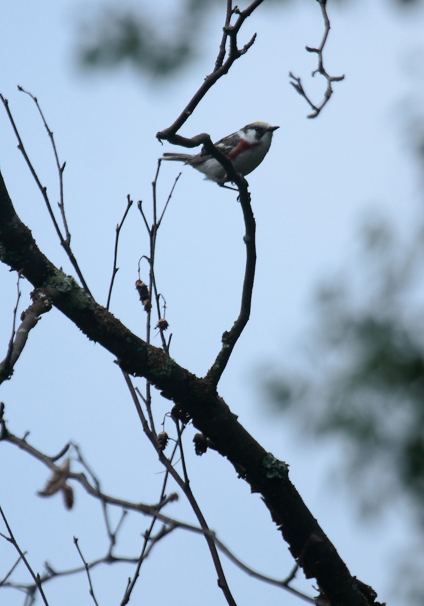 Chestnut-sided Warbler - ML647031618