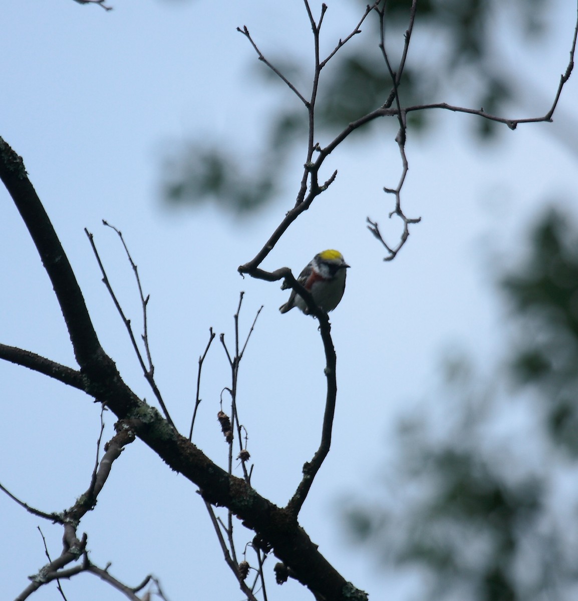 Chestnut-sided Warbler - ML647031619