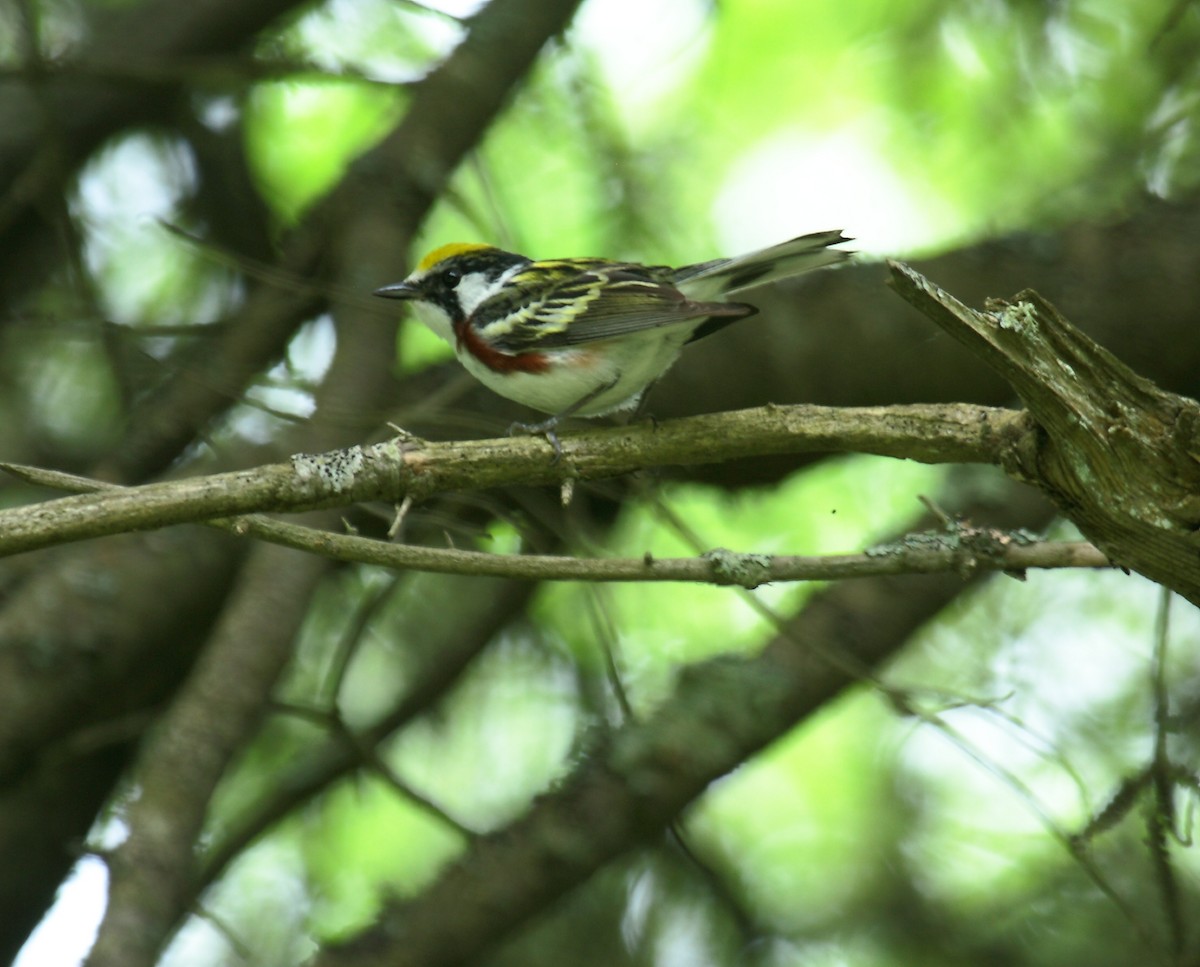 Chestnut-sided Warbler - ML647031620